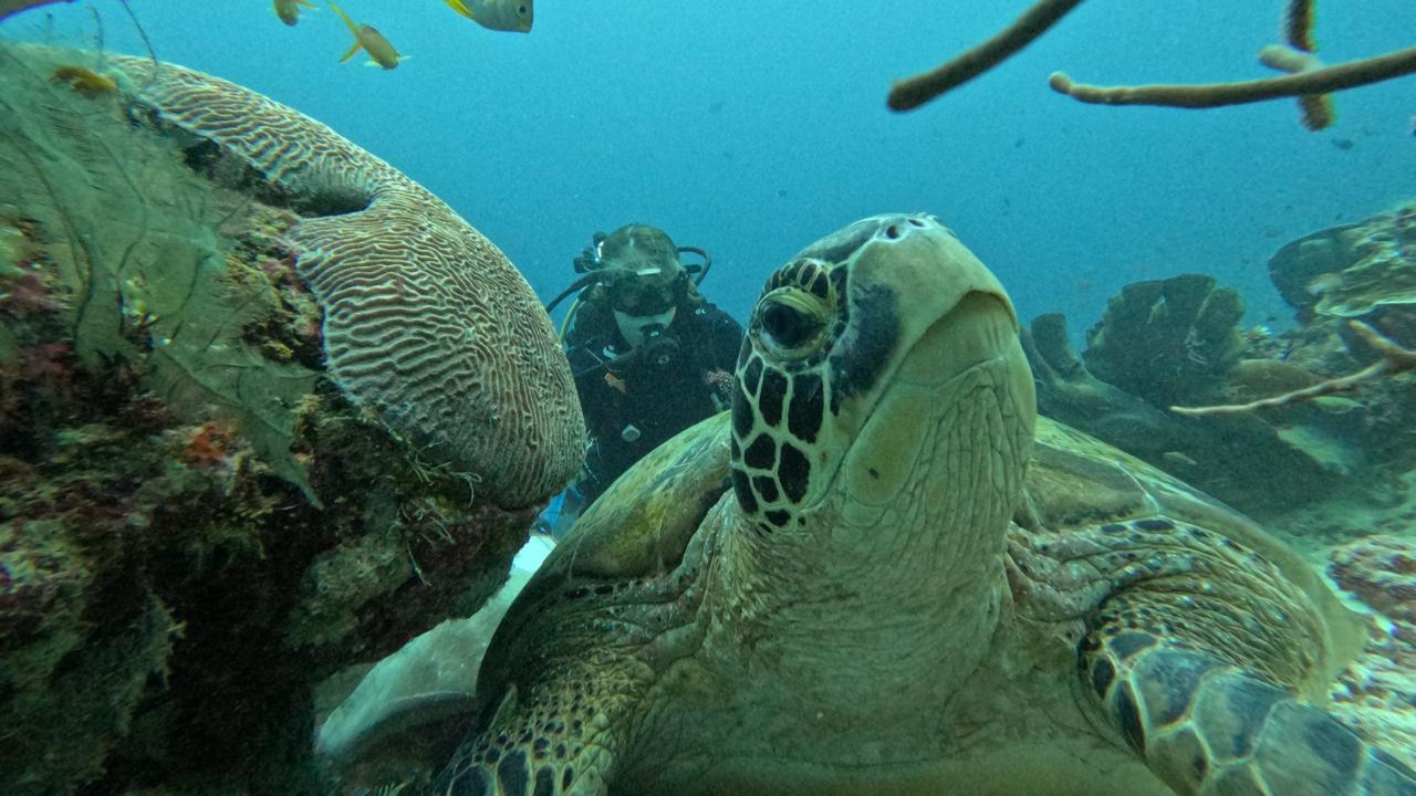 Dive & Stay Evolution - Thamarind Resort